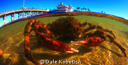 LARGE spider crab in one foot deopth at newport pier...wi... by Dale Kobetich 
